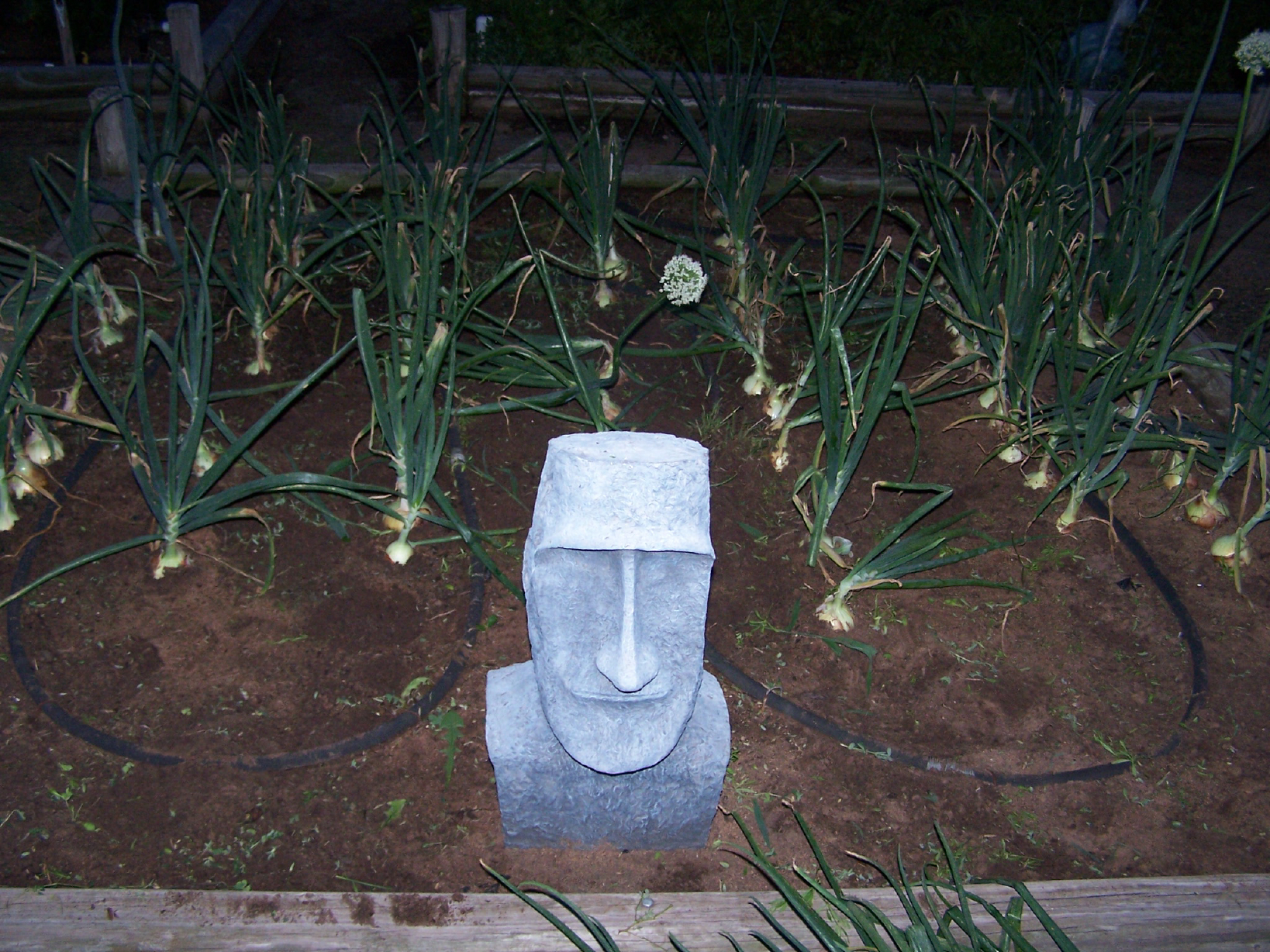 spring garden03.jpg