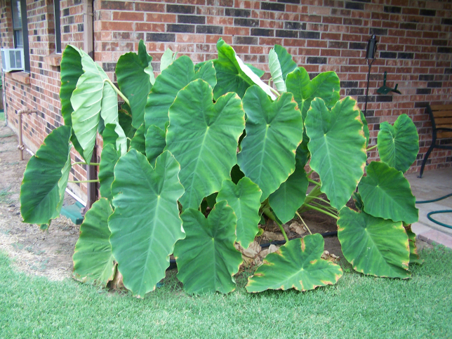 100_3555.jpg