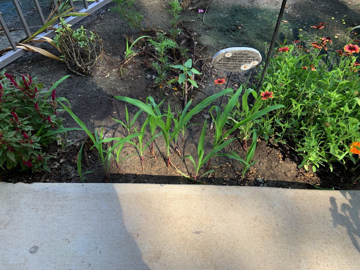 garden13.jpg