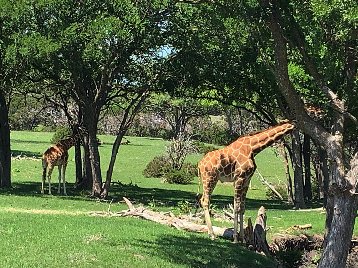 safari15.jpg